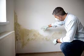 Environmental Consulting for Mold Prevention in North Bellmore, NY